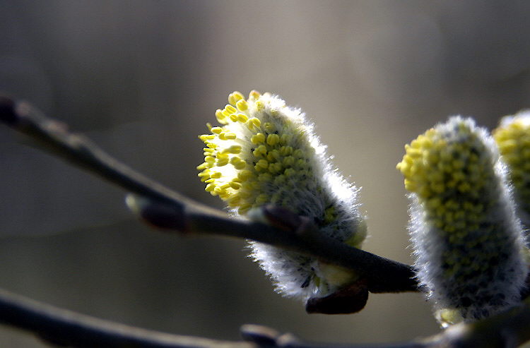 photo "Life" tags: nature, flowers