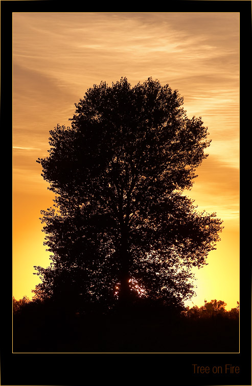photo "Tree on fire" tags: landscape, clouds, sunset