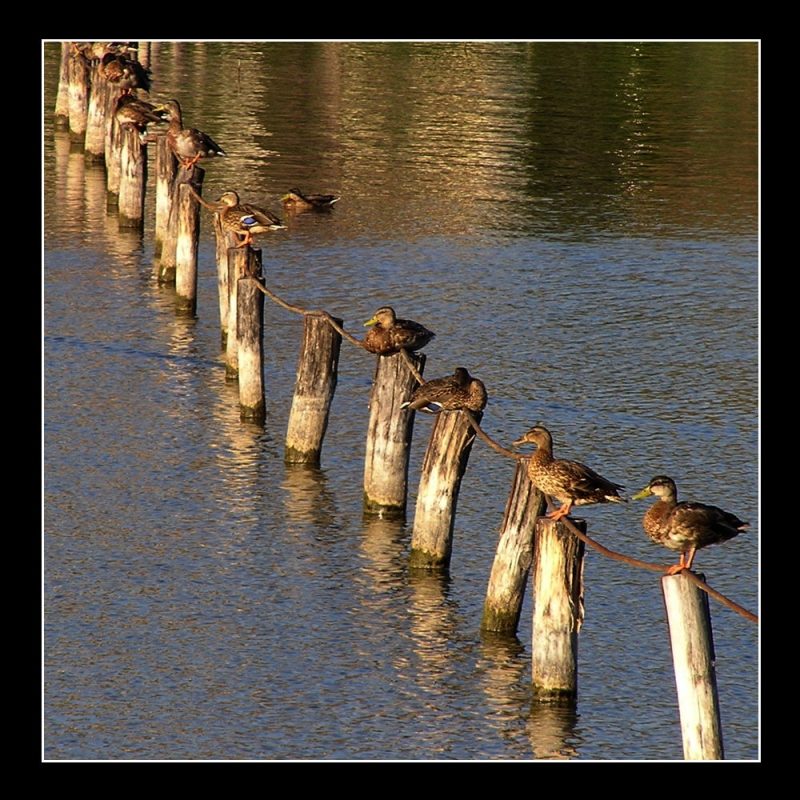 photo "ducks" tags: nature, wild animals