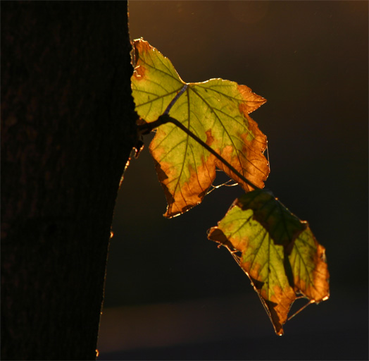 фото "autum and leaf 2" метки: природа, пейзаж, лес, цветы