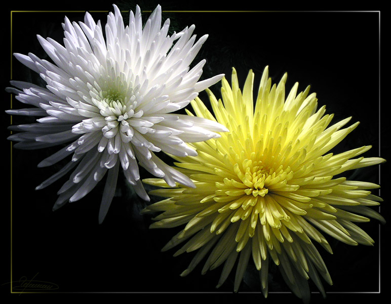 photo "Equal and different." tags: nature, macro and close-up, flowers