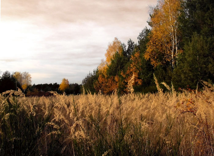 фото "Polish autumn" метки: пейзаж, 