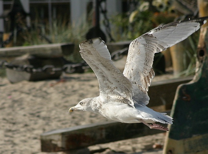 photo "Flight" tags: nature, wild animals