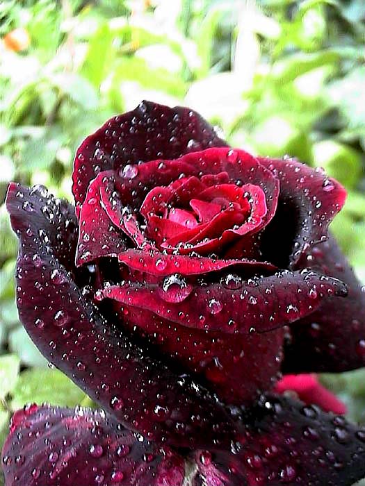 photo "Rose" tags: nature, 
