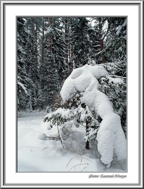 фото "Зимняя сказка" метки: пейзаж, зима, лес