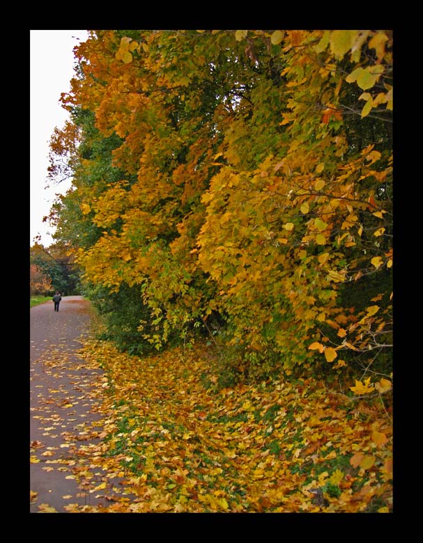 photo "Autumn Sketch. #11" tags: landscape, autumn, forest