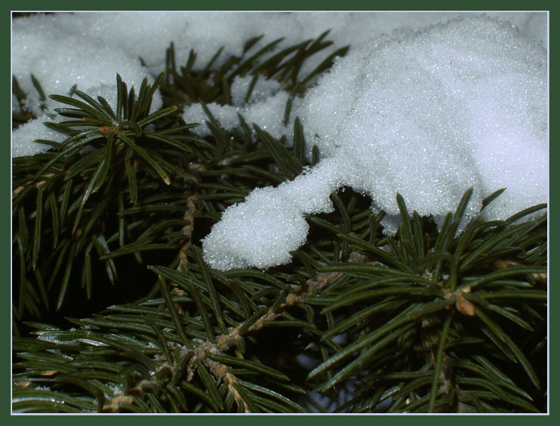 photo "melts the snow..." tags: macro and close-up, landscape, winter