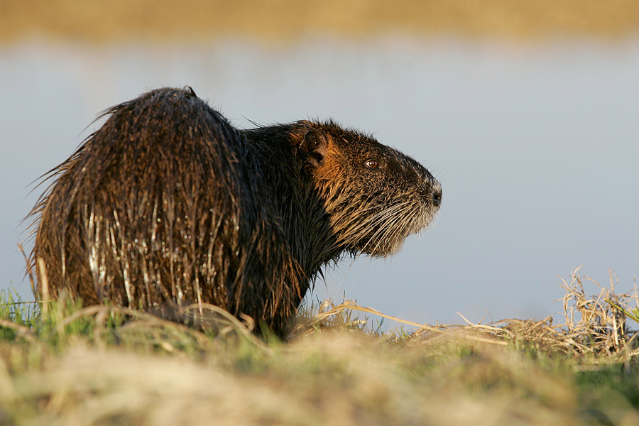 photo "Nutria (Myocastor coypus)" tags: nature, wild animals