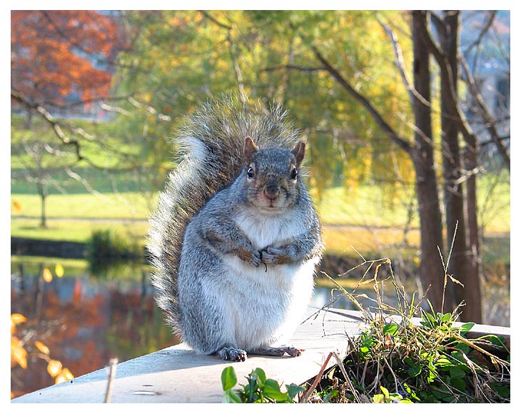 photo "a fat squirrel" tags: nature, humor, wild animals