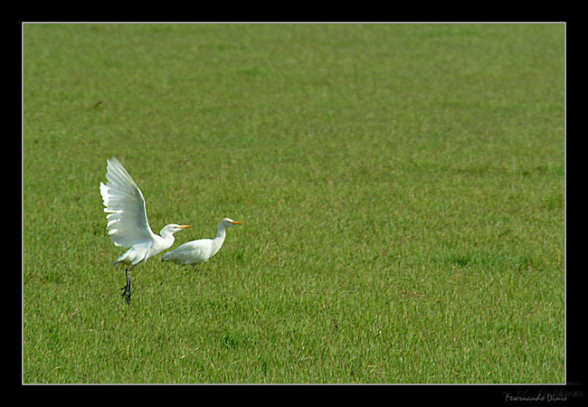 photo "Freedom in the green" tags: nature, genre, wild animals