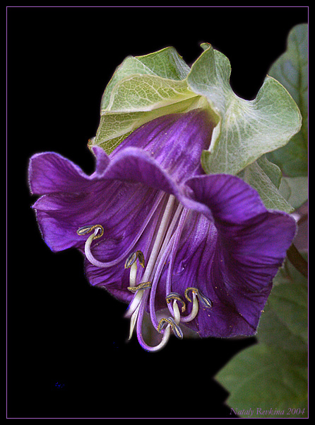 photo "A tinkler" tags: nature, macro and close-up, flowers