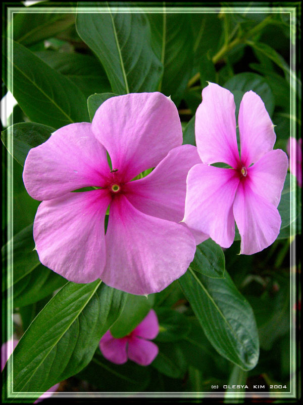 photo "Pink Family" tags: macro and close-up, nature, flowers