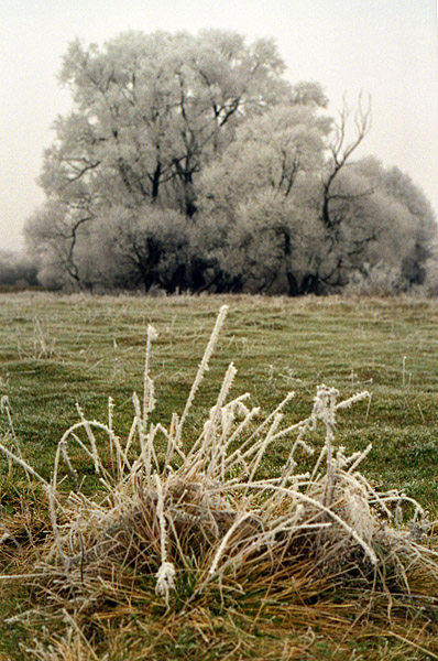 photo "Hoar-frost (1)" tags: landscape, autumn, winter