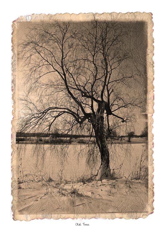 фото "Old Tree" метки: черно-белые, пейзаж, зима