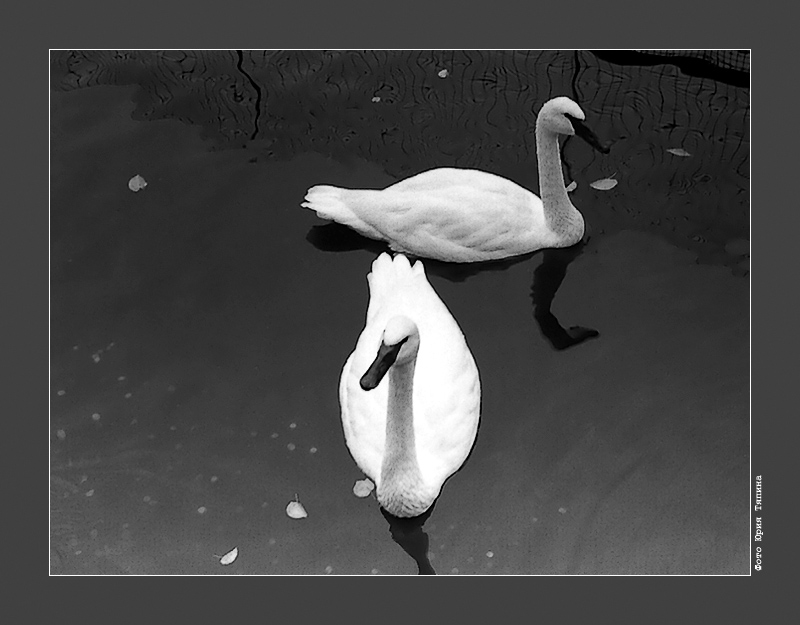 photo "Swan Lake" tags: nature, wild animals