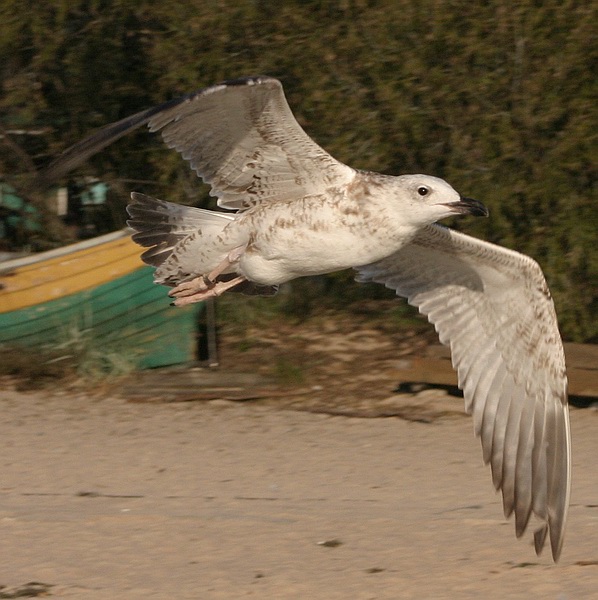 photo "Another Flight" tags: nature, wild animals