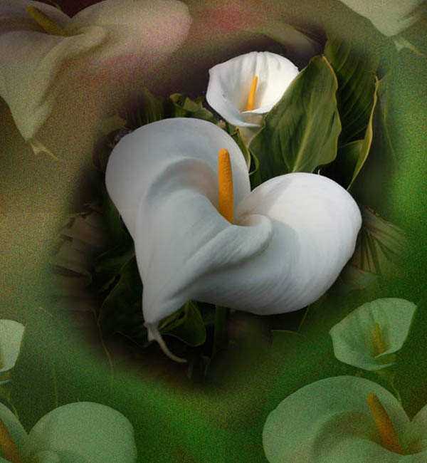 фото "Calla Lilies" метки: фотомонтаж, 