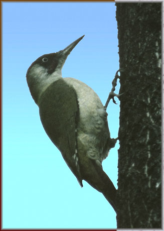 photo "Green woodpecker" tags: nature, wild animals