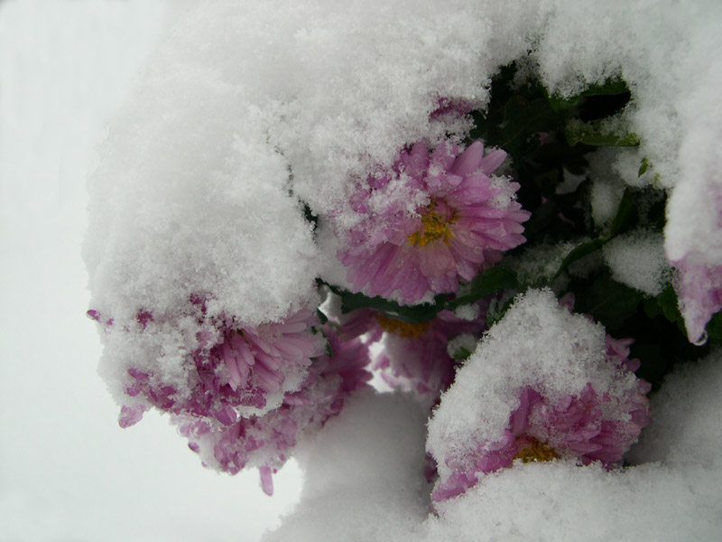 photo "Early winter" tags: macro and close-up, nature, flowers