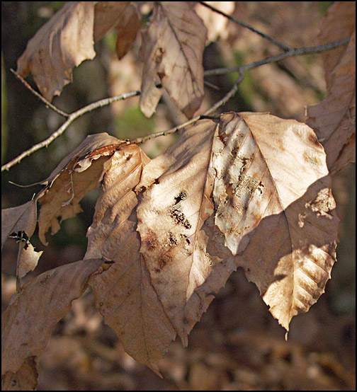 фото "What Whispers in Winter" метки: макро и крупный план, природа, цветы