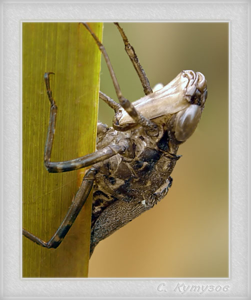 фото "Чужой" метки: макро и крупный план, природа, насекомое