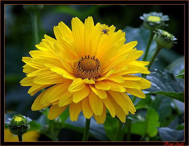 photo "yellow flower" tags: nature, macro and close-up, flowers