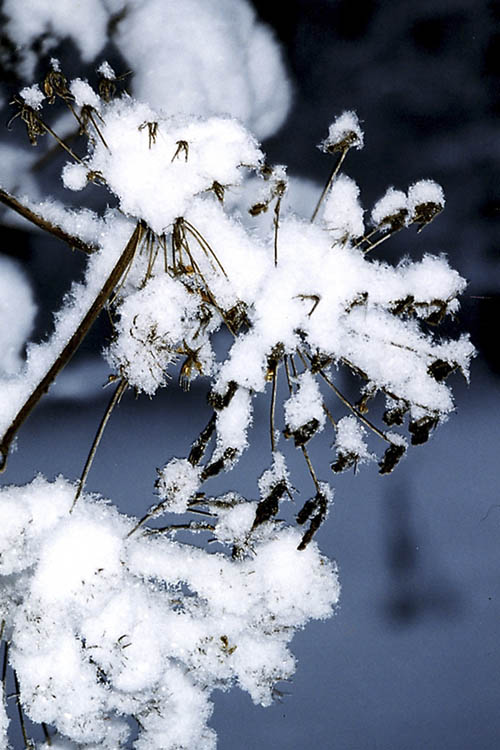 photo "Freshness of winter" tags: landscape, nature, flowers, winter