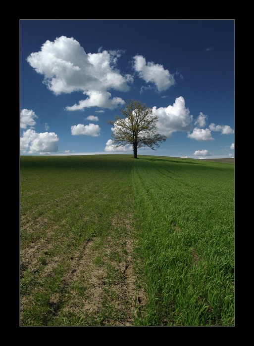 фото "the tree" метки: пейзаж, весна