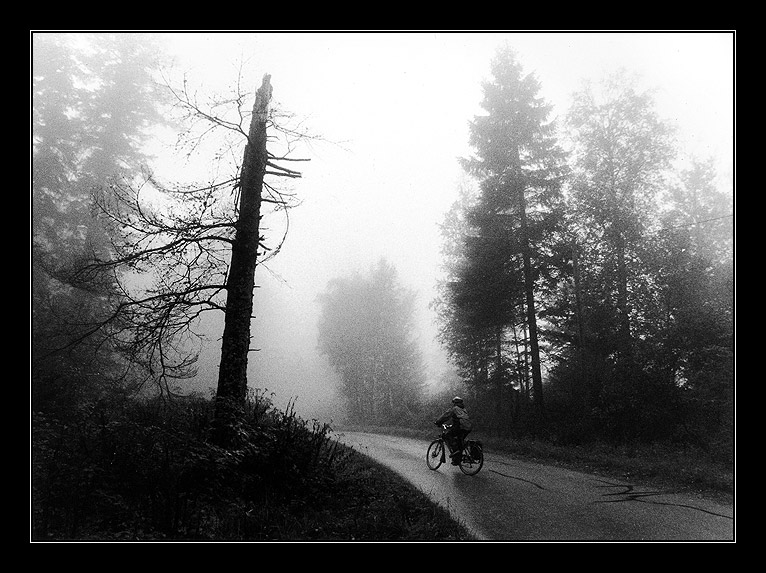 фото "Schwarzwald (2)" метки: пейзаж, черно-белые, лес