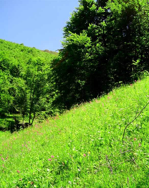 photo "*****" tags: landscape, mountains, summer