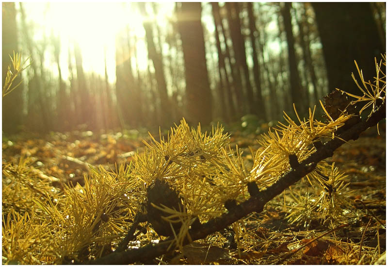 фото "Золотая осень" метки: природа, макро и крупный план, цветы
