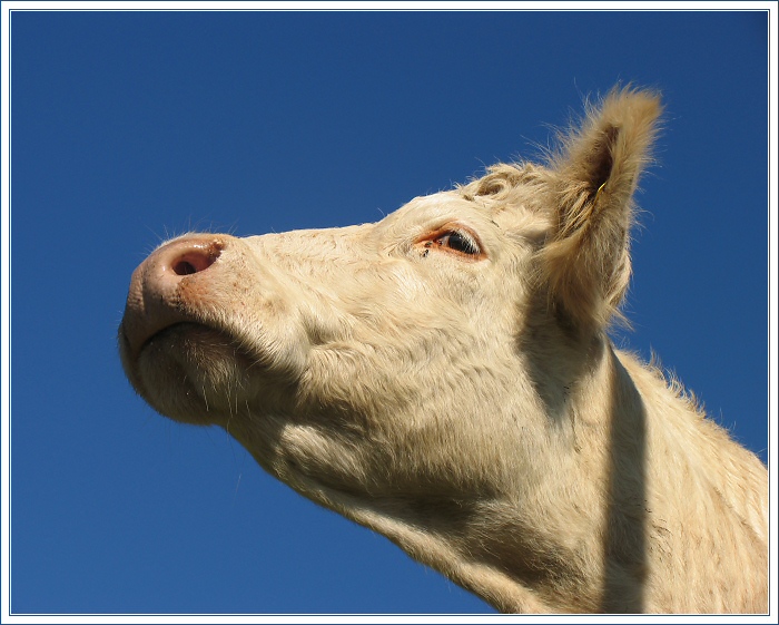 photo "The Champion" tags: nature, pets/farm animals