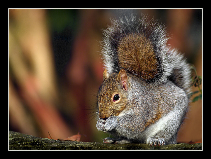 photo "Lunch" tags: nature, portrait, pets/farm animals