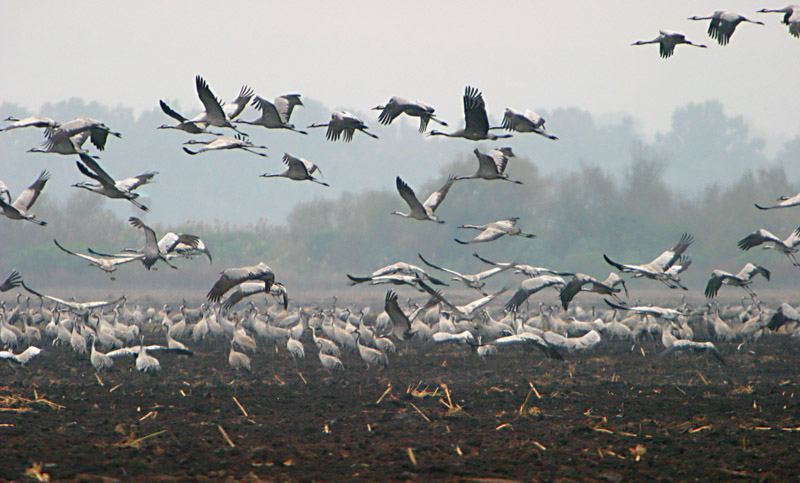 photo "Migratory birds" tags: nature, wild animals
