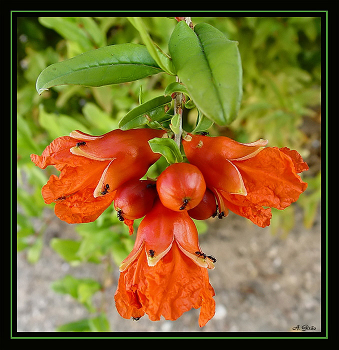 photo "Bells with Ants" tags: nature, macro and close-up, flowers