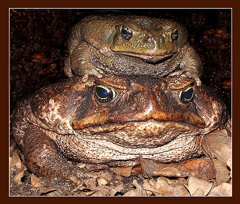 photo "Family portrait of Giant Toads" tags: macro and close-up, nature, wild animals