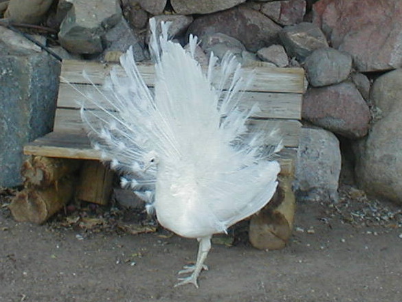 фото "White Peacock" метки: природа, домашние животные