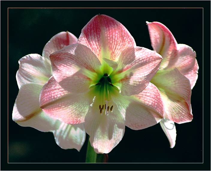 photo "Amaryllis" tags: nature, flowers