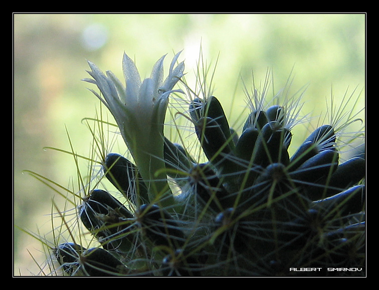 photo "Prickly tenderness" tags: macro and close-up, nature, flowers