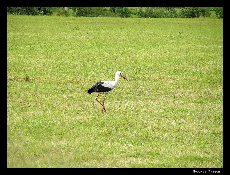 photo "A white bird with a black mark" tags: nature, travel, Europe, wild animals