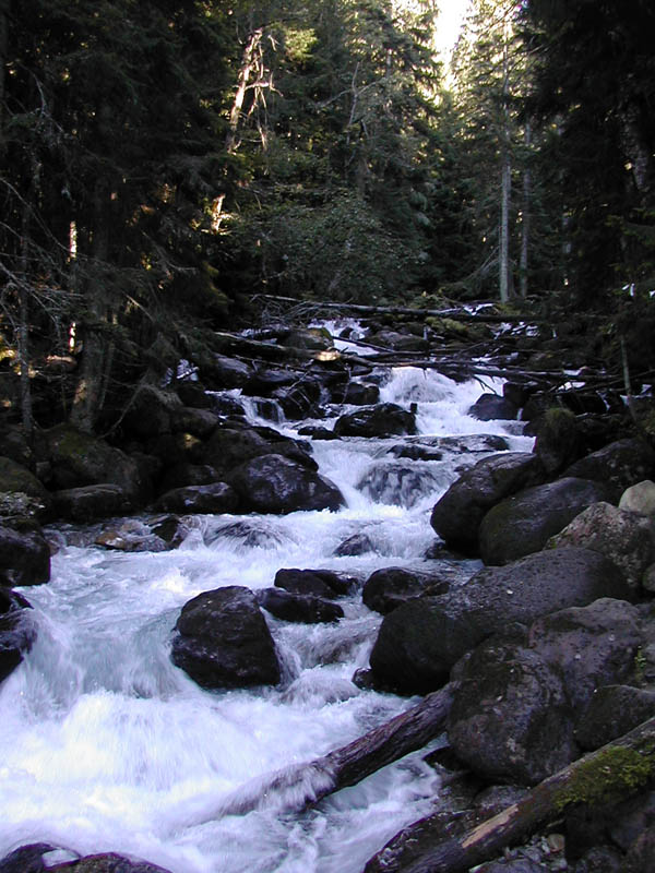 photo "Fantastic wood" tags: landscape, forest, water