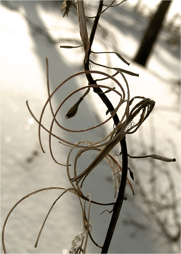 фото "Immortelle (Xeranthemum)" метки: макро и крупный план, природа, цветы