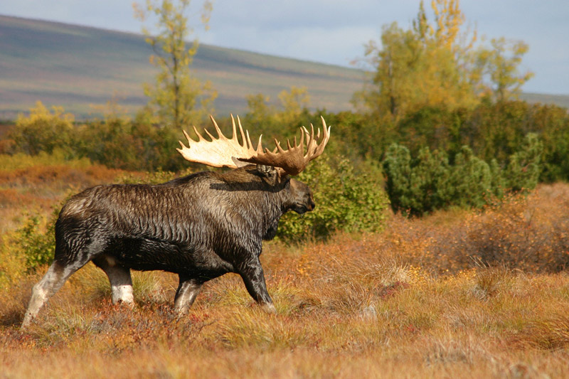 photo "The Quagmire Master" tags: nature, wild animals