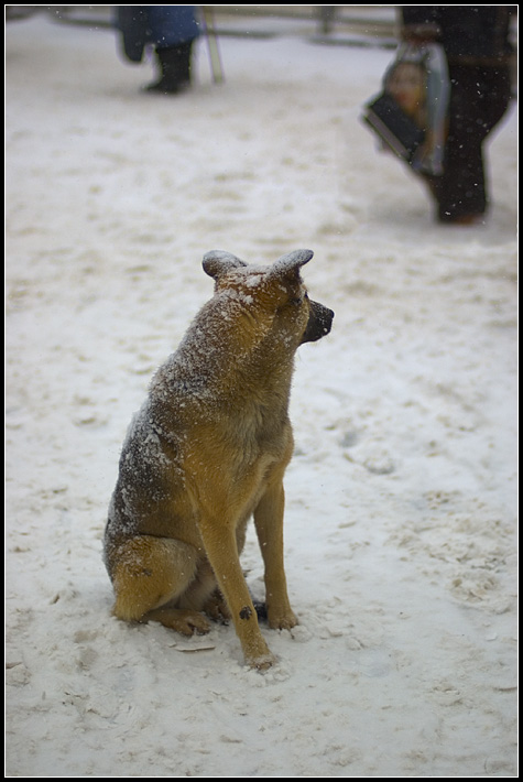 photo "Winter in the city" tags: nature, misc., pets/farm animals