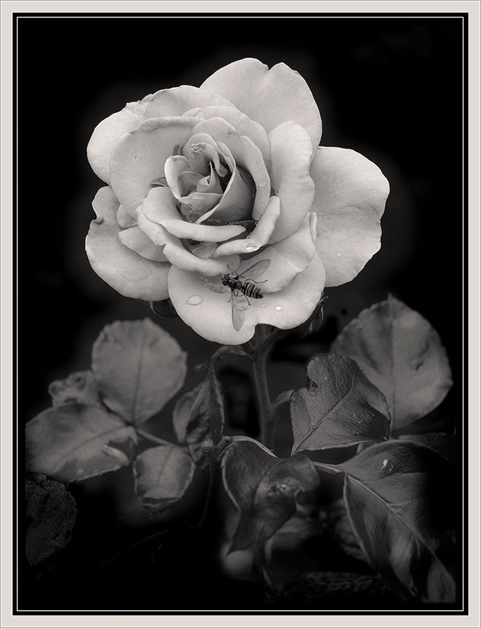 photo "A rose and a fly" tags: black&white, nature, flowers