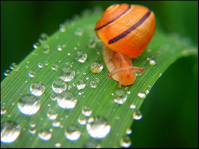 photo "Mirror tell me ...who is the most beautiful girl" tags: macro and close-up, nature, 