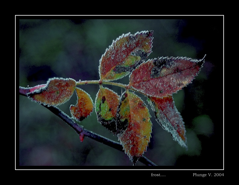 photo "frost ..." tags: nature, montage, flowers