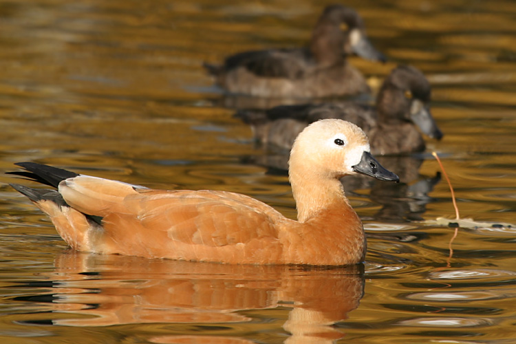 photo "Golden duck" tags: nature, wild animals