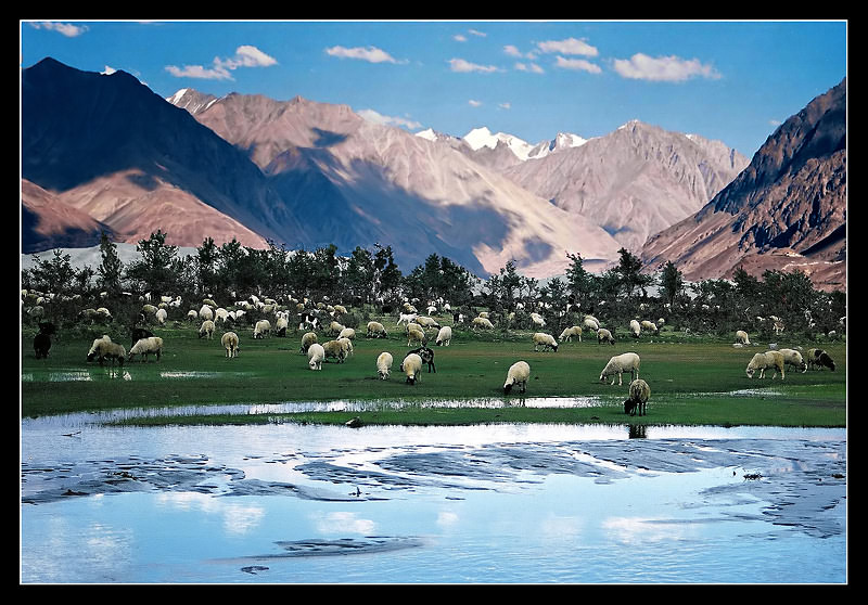 photo "Wild sheep chase to start right away." tags: landscape, mountains, water