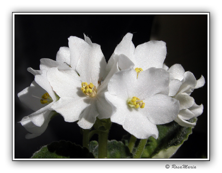 photo "White Violet" tags: nature, flowers